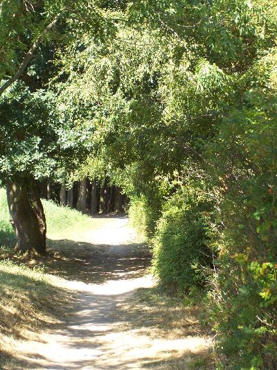 Weg zum Strand, Rerik